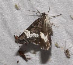 Perizoma alchemillata