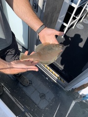 Citharichthys sordidus