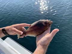 Citharichthys sordidus