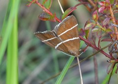 Argyrostrotis quadrifilaris