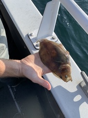 Citharichthys sordidus