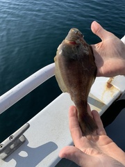 Citharichthys sordidus