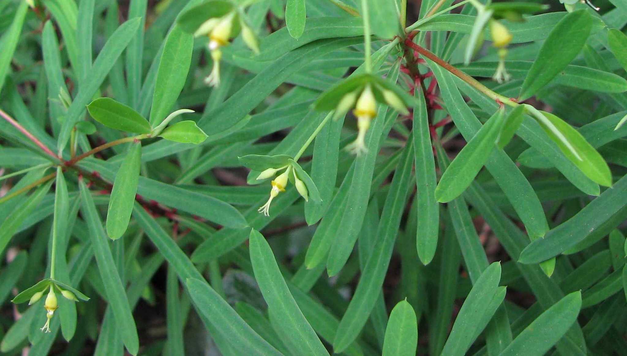 Euphorbia kraussiana