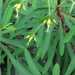 Euphorbia kraussiana - Photo (c) johanbaard, algunos derechos reservados (CC BY-NC)