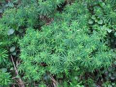 Euphorbia kraussiana