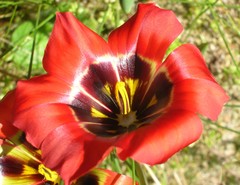 Romulea sabulosa