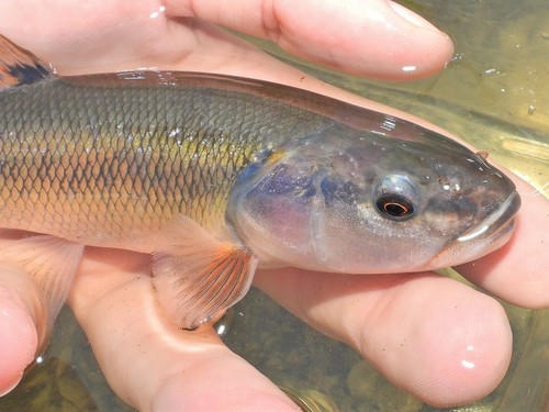 Creek Chub