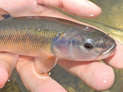 Creek Chub photo 2
