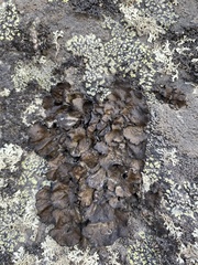 Lasallia caroliniana