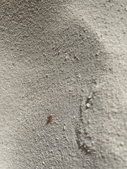 Gecarcinus lateralis