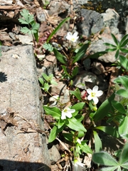 Claytonia multiscapa pacifica