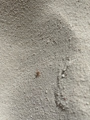 Gecarcinus lateralis