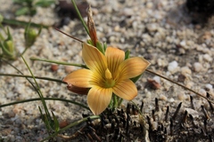 Romulea setifolia setifolia
