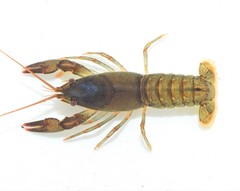 Cambarus acuminatus