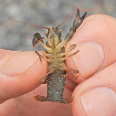 Cambarus acuminatus