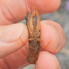 Cambarus acuminatus