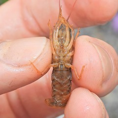 Cambarus acuminatus