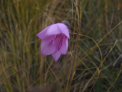 Gladiolus inflatus
