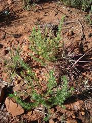 Leobordea divaricata