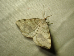 Macaria occiduaria