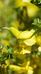 Caragana microphylla