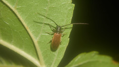 Anaesthetobrium luteipenne