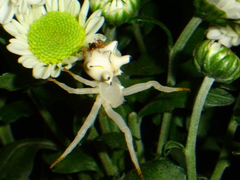 Epicadus heterogaster