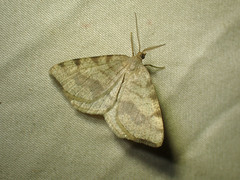 Macaria occiduaria