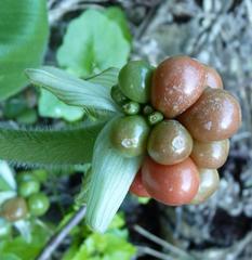 Haemanthus albiflos