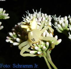 Epicadus heterogaster