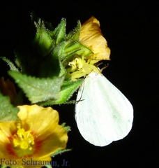 Epicadus heterogaster