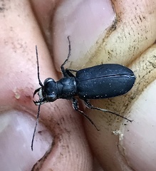 Cicindela nigrocoerulea