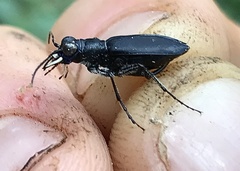 Cicindela nigrocoerulea