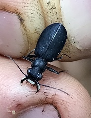 Cicindela nigrocoerulea