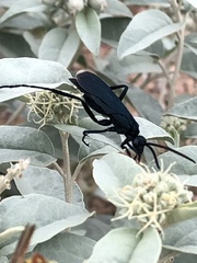 Pepsis mexicana