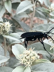 Pepsis mexicana