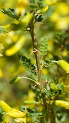 Caragana microphylla
