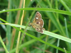 Piruna polingii
