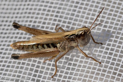 Pseudochorthippus curtipennis