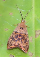 Rhobonda gaurisana