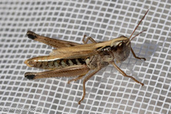 Pseudochorthippus curtipennis