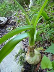 Albuca bracteata