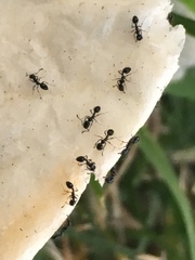 Monomorium ergatogyna