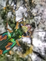 Pericalus depressus