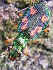 Pericalus depressus