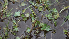 Ranunculus natans