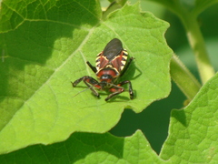 Apiomerus flaviventris