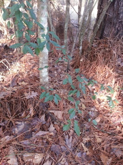 Ditrysinia fruticosa