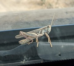 Melanoplus packardii