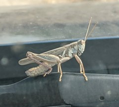 Melanoplus packardii